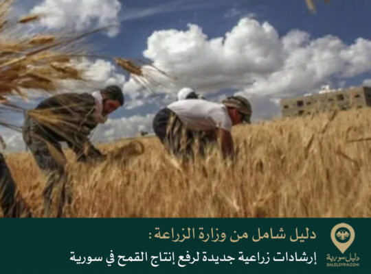 دليل شامل من وزارة الزراعة إرشادات زراعية جديدة لرفع إنتاج القمح في سورية