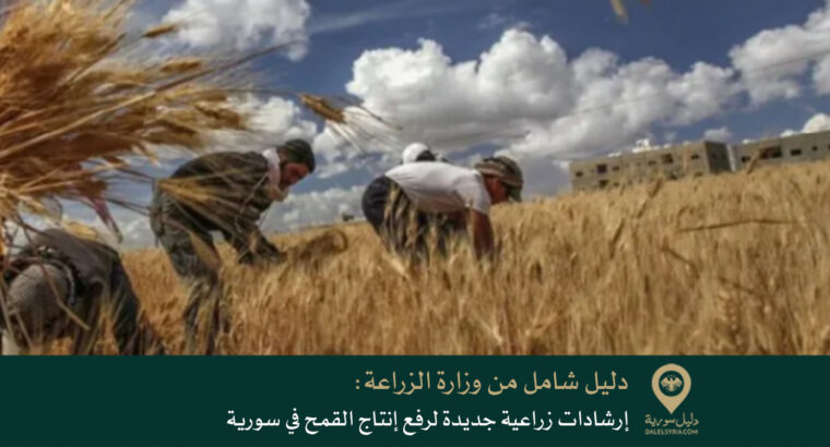 دليل شامل من وزارة الزراعة إرشادات زراعية جديدة لرفع إنتاج القمح في سورية