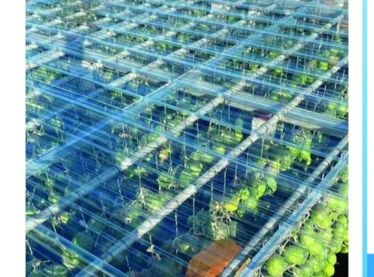 شركة بلوركس